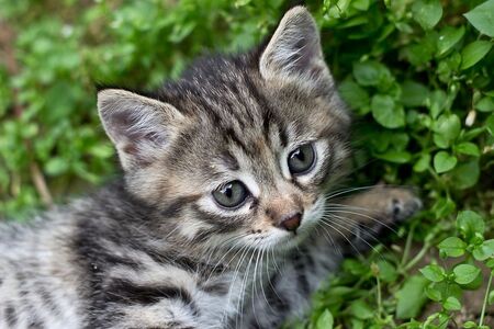 kitty